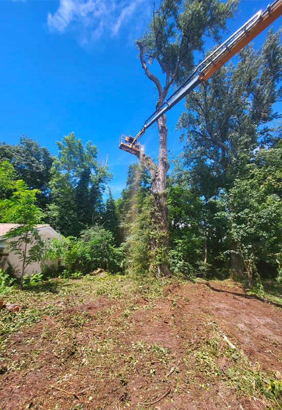 élagage abattage arbres dangereux gironde aquitaine centaures