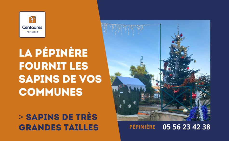 Sapins de Noël de la mairie de Saint Germain du Puch