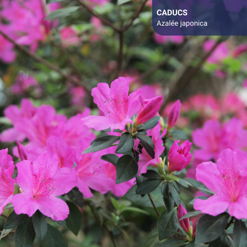 azalee-japonicae-vegetaux azalee japonicae végétaux espace centaures