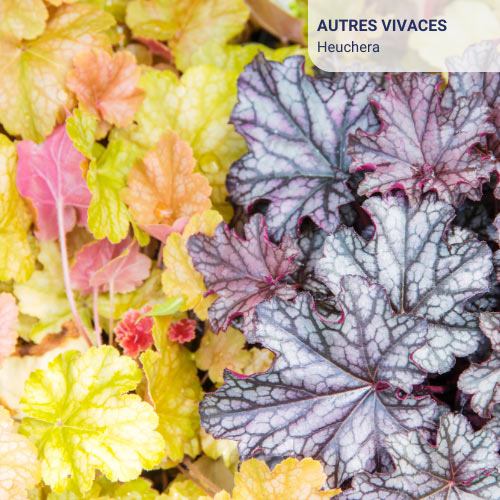 heuchera-vegetaux-pepiniere heuchera espace centaures